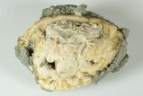3.95" Fossil Clam with Fluorescent Calcite Crystals - Ruck's Pit, FL - #191830-1